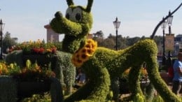 epcot flower and garden Pluto Topiary Epcot Disney