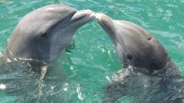 disneynature dolphins