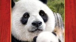 Disneynature: Born in China