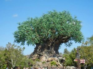 tree of life disney animal kingdom