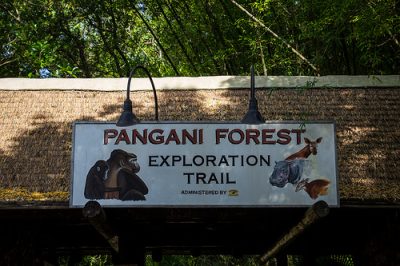 Pangani Forest Exploration Trail (Disney World Exhibit)