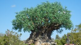 Tree of Life (Disney World)