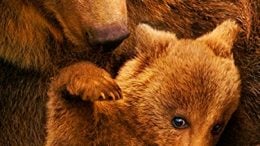 Bears (2014 Movie)