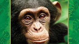 disneynature Chimpanzee (2012 Movie)