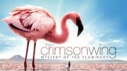 The Crimson Wing: Mystery Of The Flamingos (2010 Movie)