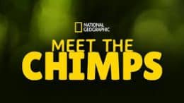 Meet the Chimps (Disney+ Show)