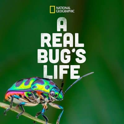 A Real Bug’s Life (Disney+ Show)
