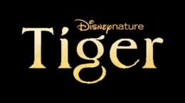 DisneyNature's Tiger disney plus