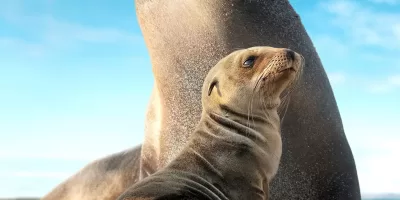 Sea Lions Of The Galapagos
